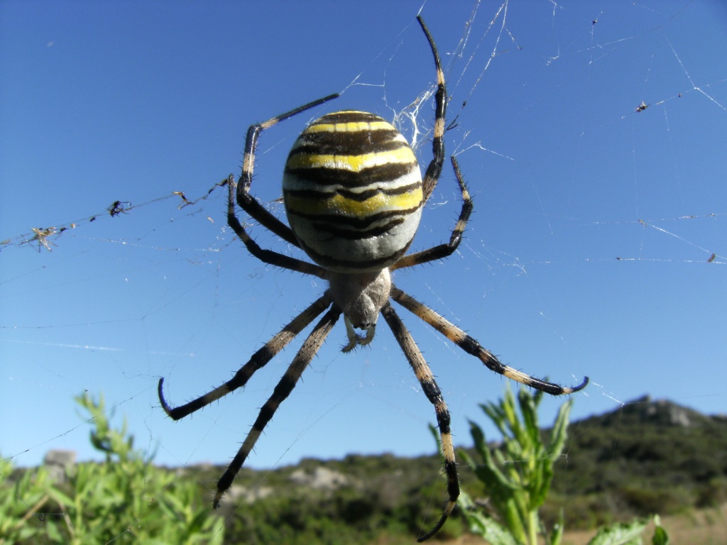 Ragno longaronese: Argiope bruennichi